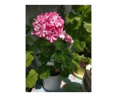 Герань цветущая розовой окраски Occold Lagoon