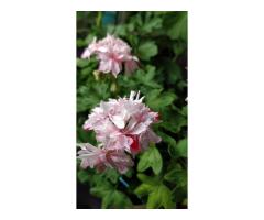 Герань цветущая звёздчатая (Cтеллар) Richard Hodgson