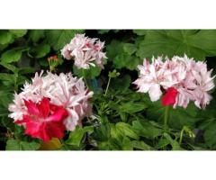 Герань цветущая звёздчатая (Cтеллар) Richard Hodgson