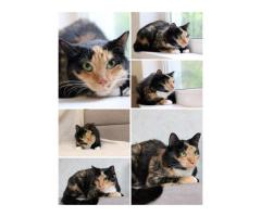 ЛАПУШКА ДВА ГОДА ИЩЕТ ДОМ!