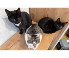 ПРИЮТУ СРОЧНО НУЖНА ПОМОЩЬ!