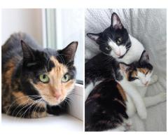 ПРИЮТУ СРОЧНО НУЖНА ПОМОЩЬ!