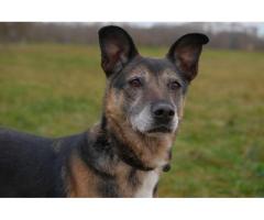 Спокойная интеллигентная собака Кира в дар