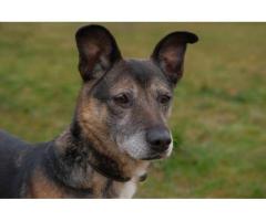 Спокойная интеллигентная собака Кира в дар