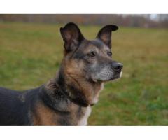 Спокойная интеллигентная собака Кира в дар