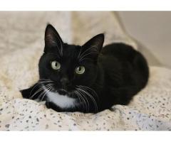 Очаровательная кошка Соня в дар