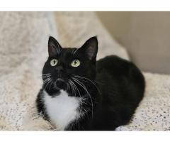 Очаровательная кошка Соня в дар