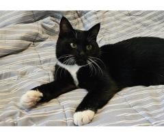 Очаровательная кошка Соня в дар