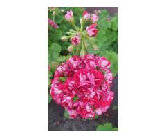 Герань розебудная,- молодой кустик