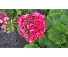 Герань розебудная,- молодой кустик