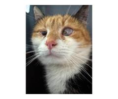 ПОМОГИТЕ БУЛОЧКЕ НАЧАТЬ ВИДЕТЬ!