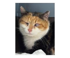 ПОМОГИТЕ БУЛОЧКЕ НАЧАТЬ ВИДЕТЬ!