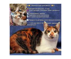 Ванилька срочно ищет дом!