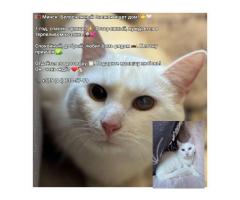 Снежок срочно ищет дом!