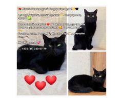 Теодор срочно ищет дом!