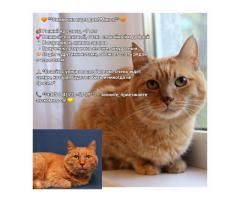 Симба срочно ищет дом!