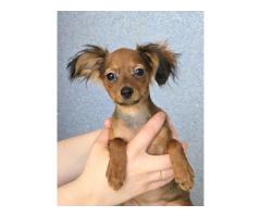 Русский той (той-терьер) подрощенный мальчик.