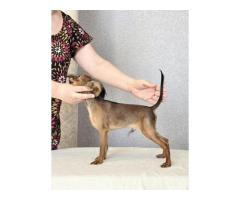 Русский той (той-терьер) подрощенный мальчик.