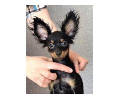 Русский той (той-терьер) подрощенный мальчик.