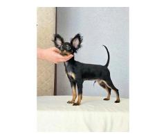 Русский той (той-терьер) подрощенный мальчик.