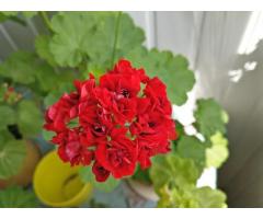 Герань розебудная RED RAMBLER