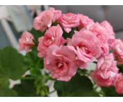 Розебудная герань Antique Rose,-молодые кустики