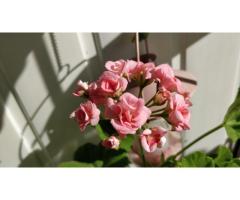Розебудная герань Antique Rose,-молодые кустики