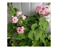 Розебудная герань Antique Rose,-молодые кустики