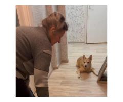 Поможем бабушке спасать животных