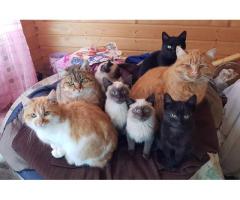 Котики очень срочно ищут дом