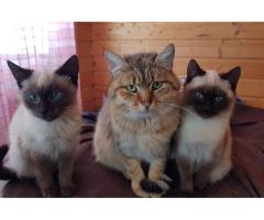 Котики очень срочно ищут дом