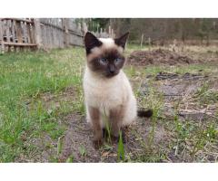 Котики очень срочно ищут дом