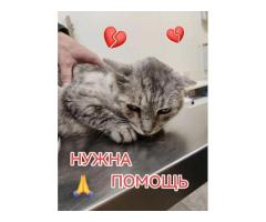 Приюту СРОЧНО нужна помощь!