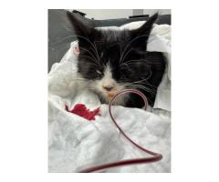 НАМ НУЖНА ПОМОЩЬ (кот кошка котёнок котята)