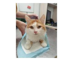 НАМ НУЖНА ПОМОЩЬ (кот кошка котёнок котята)