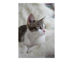 Котенок в дар ,4 мес