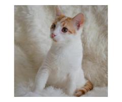 Котенок в дар ,4 мес