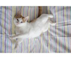 Котенок в дар ,4 мес