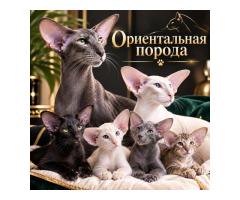Ориентальные котята