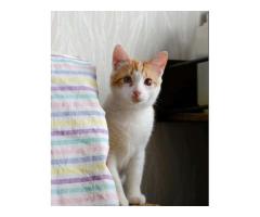Котенок в дар ,4 мес