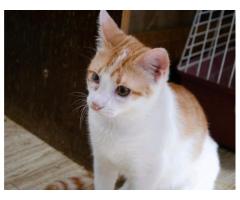 Котенок в дар ,4 мес