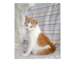 Котенок в дар ,4 мес